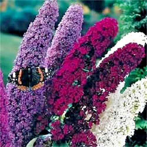 100 MIXED COLORS BUTTERFLY BUSH Buddleia Davidii Flower Seeds *Flat S/H