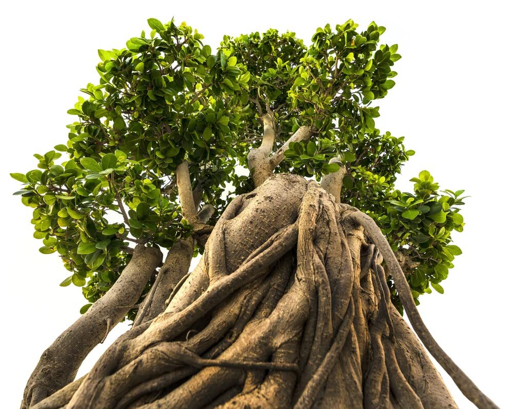 Indian Banyan Bonsai Tree Seeds for Planting – 20 Seeds of Ficus benghalensis –