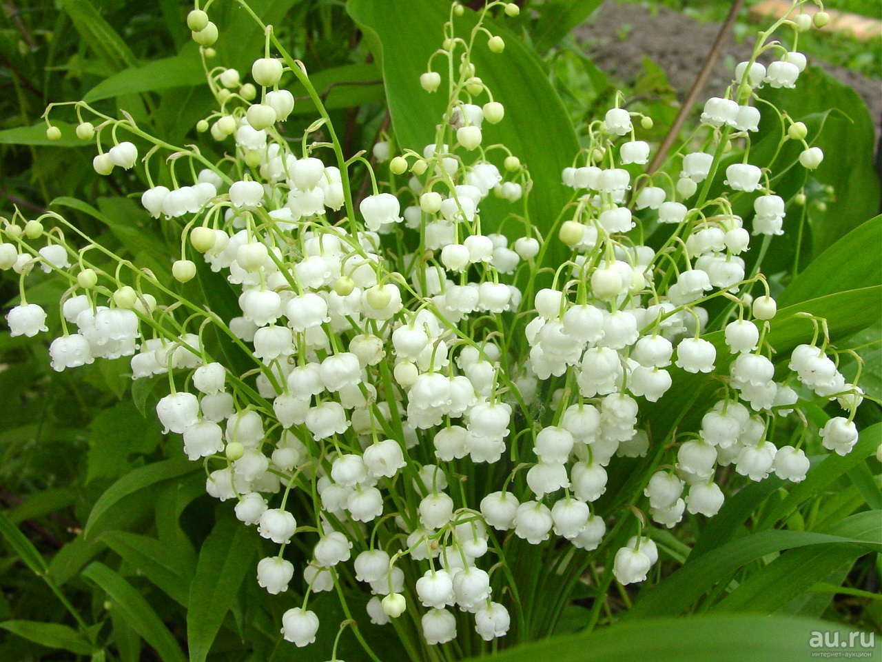 Lily of the Valley (Convallaria majalis) fragrant – 25 roots, bare root rhizomes