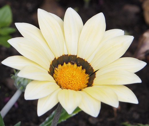GAZANIA GARDEN LEADER WHITE Gazania Rigens – 100 Bulk Seeds