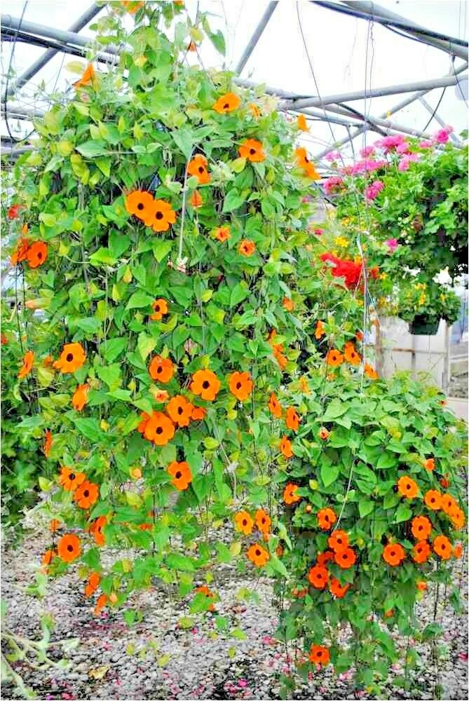 50+BLACK EYED SUSAN VINE Flower Seeds Flowering Vine Garden Patio Container Easy