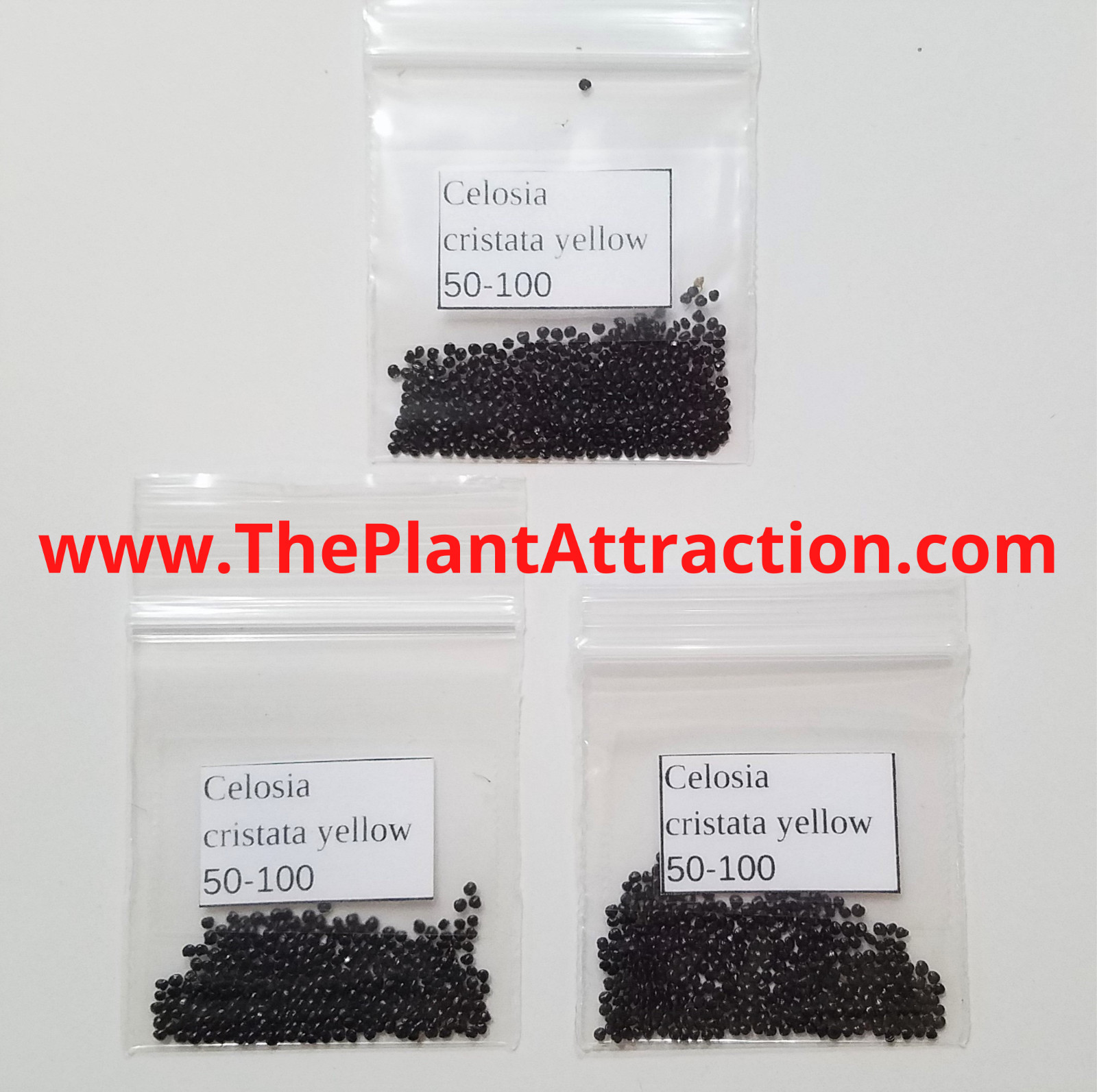 Celosia Argentea Cristata Yellow 50-100+ Seeds, Edible Cockscomb Heirloom Flower