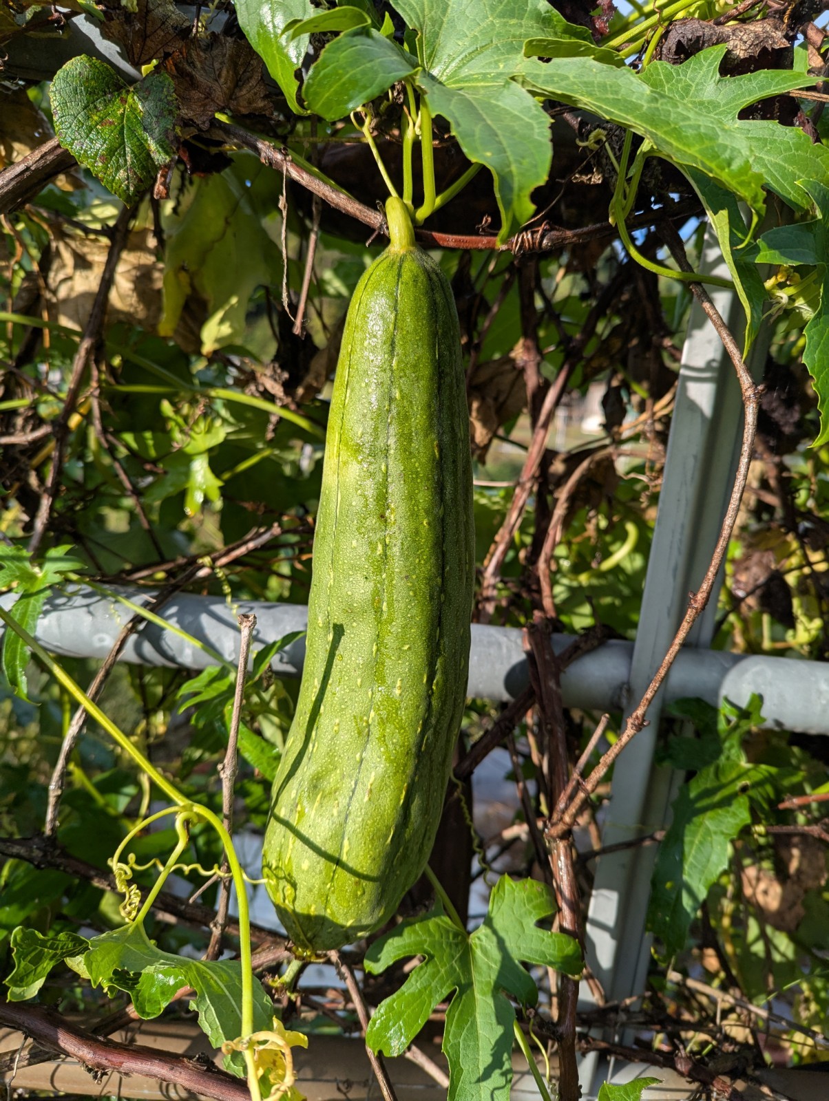 LUFFA GOURD SEEDS 50+ LOOFAH SPONGE GOURD garden DISHCLOTH gourd FREE SHIPPING