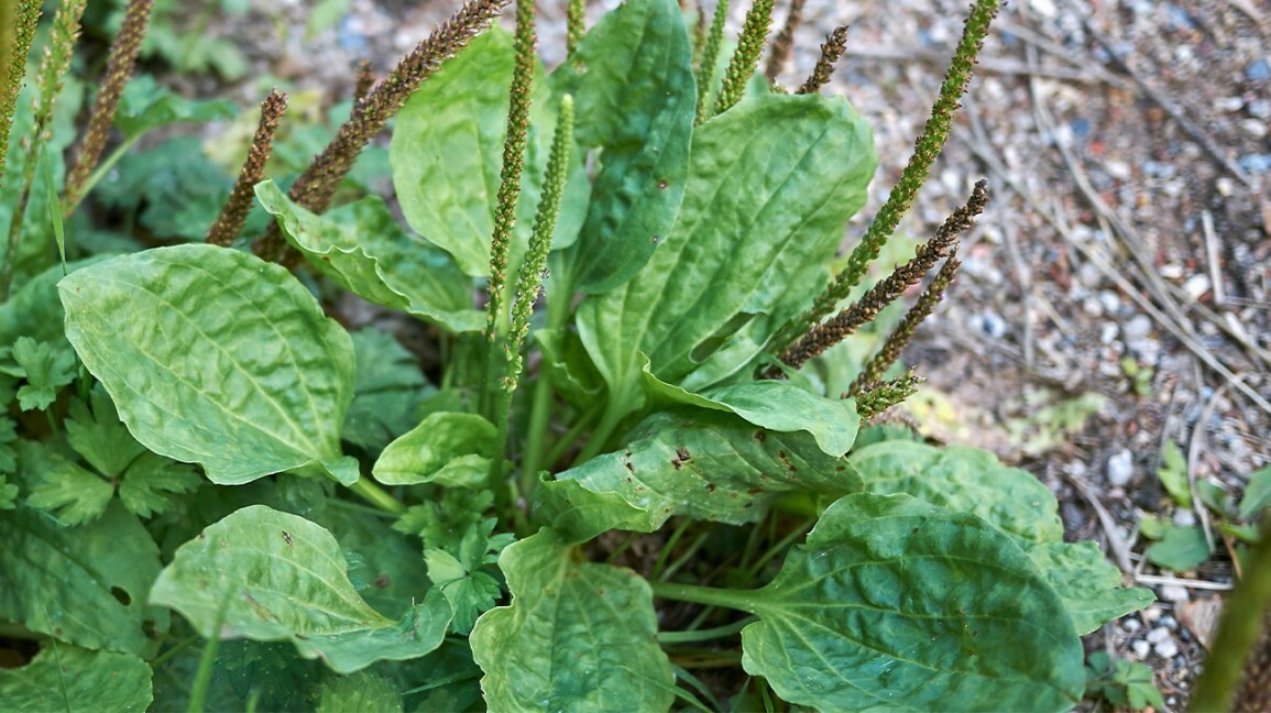 Green Plantain, Broadleaf (Plantago major) Seeds, organic