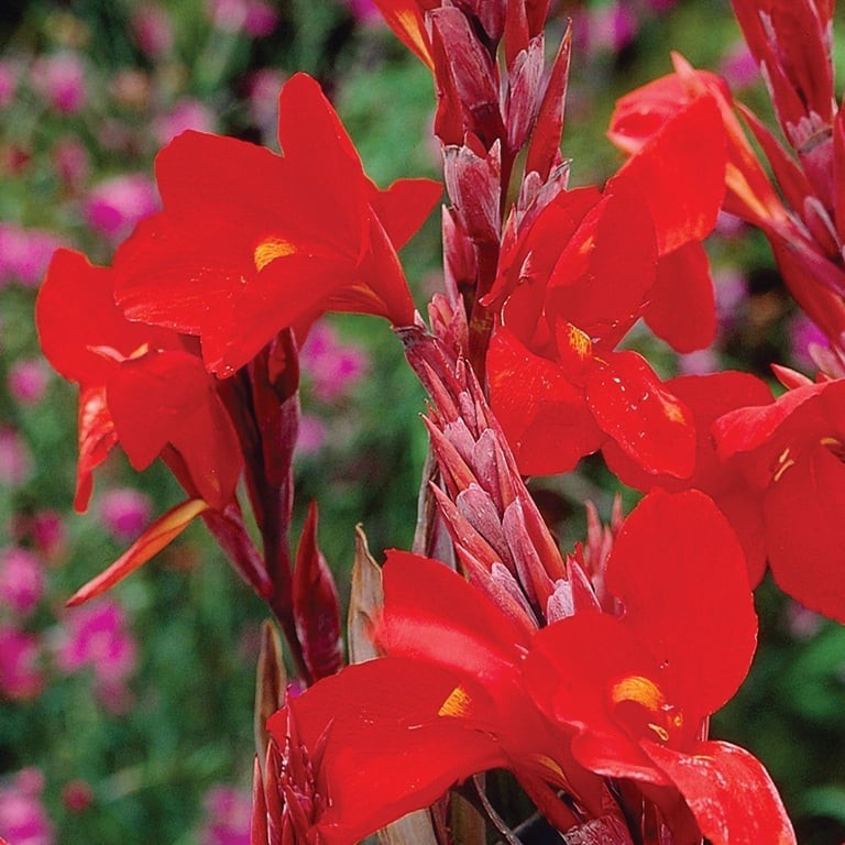 Canna Lily Bulb Very Large Multiple Points Of Growth Red Flowers Purple Leaves