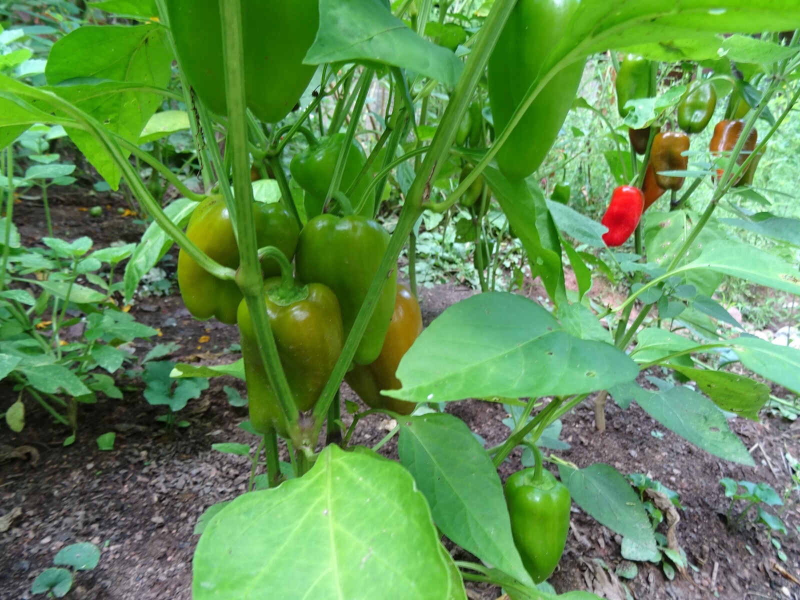 Sweet Red SNACKING Pepper 25 seeds Organic Non-GMO.