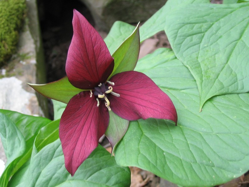 5 Red Trillium bulbs Wood Lily (Trillium erectum)