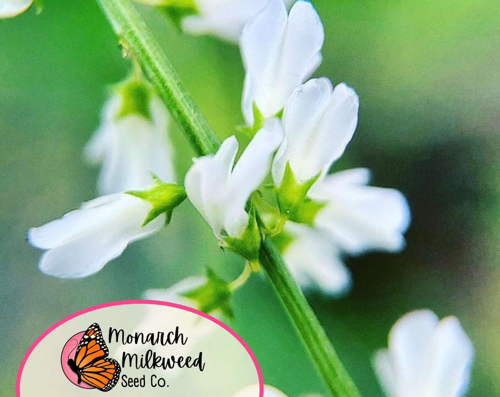 5400+ White Sweet Blossom Clover Seeds | Flower Garden Seed for Pollinator Bees