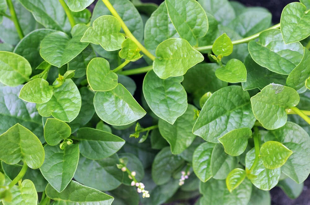 750+Malabar Spinach (Da-Ye) seeds,easy growing,healthy vegetables, USA seller 