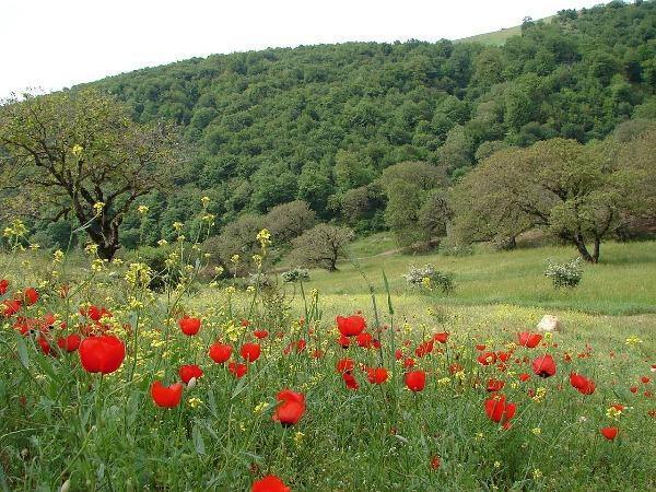 Papaver rhoeas | Corn or Flander’s Poppy | 200 Seeds
