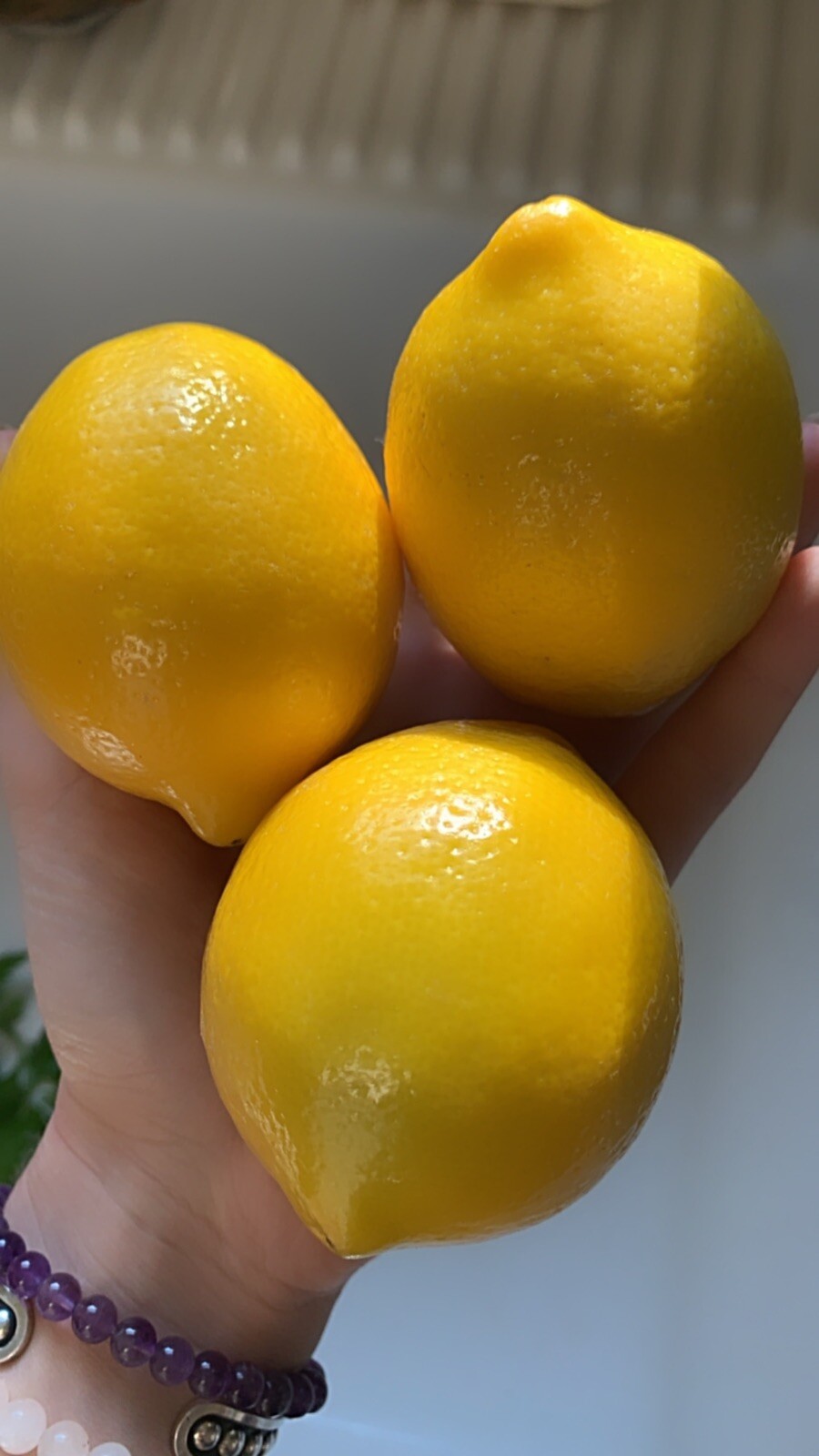 5 Meyer Lemon 🍋 Seeds Organic NonGmo Pesticide Free Citrus Garden Fruit Tree