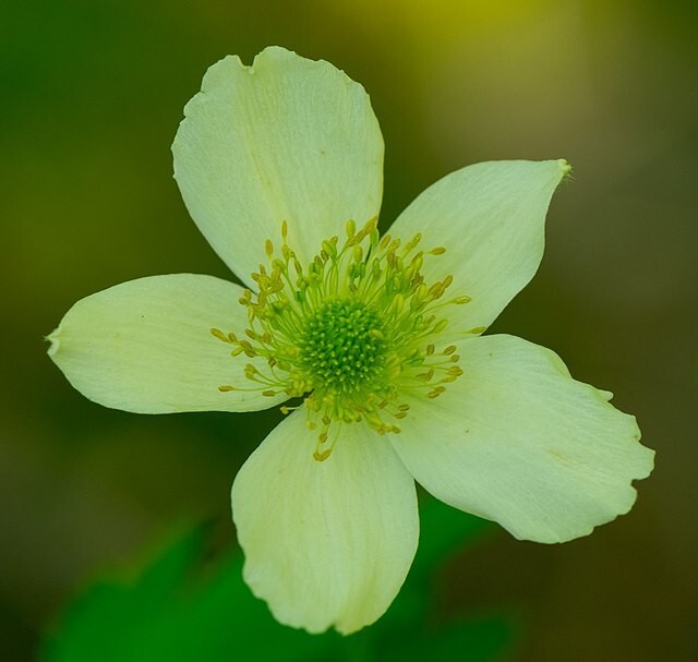 Anemone cylindrica | Thimbleweed | Cottonweed | 20 Seeds