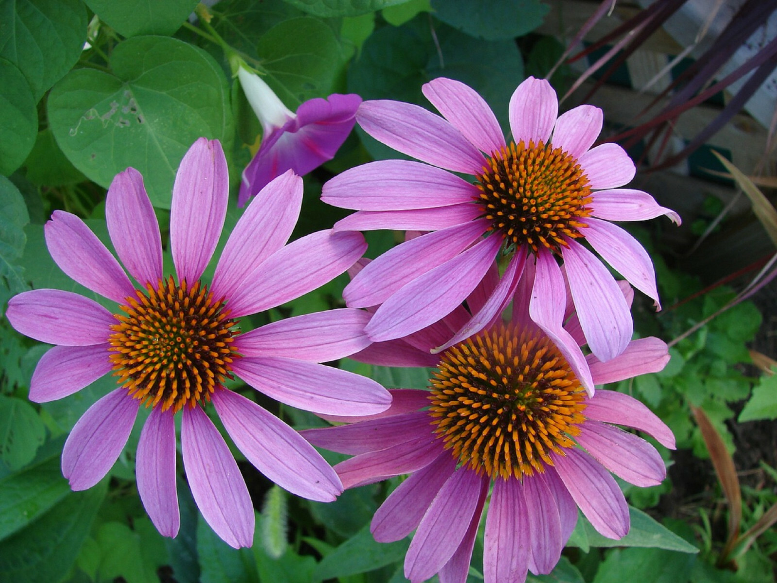 400+ Echinacea Purpurea Seed – Purple Coneflower Perennial Medicinal Herb Flower