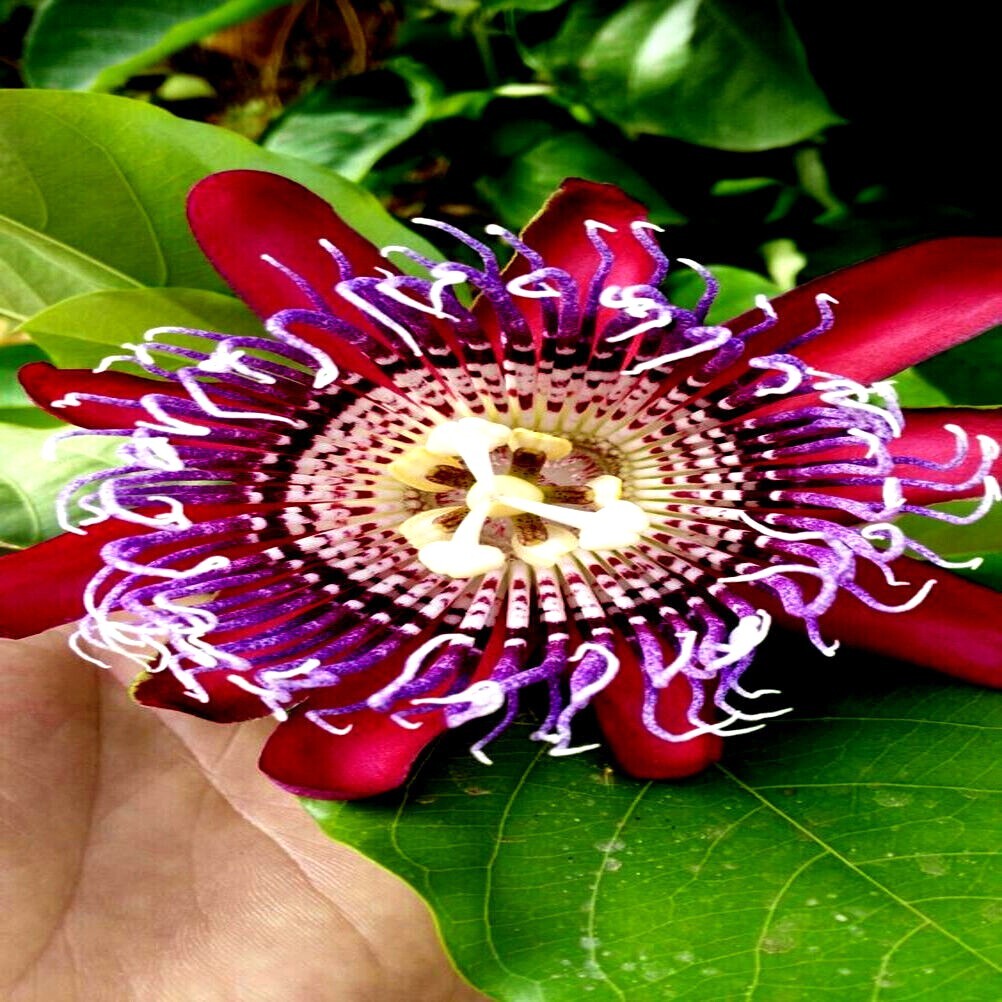 10 GIANT GRANADILLA SEEDS Passiflora quadrangularis Passionfruit Flower Plant