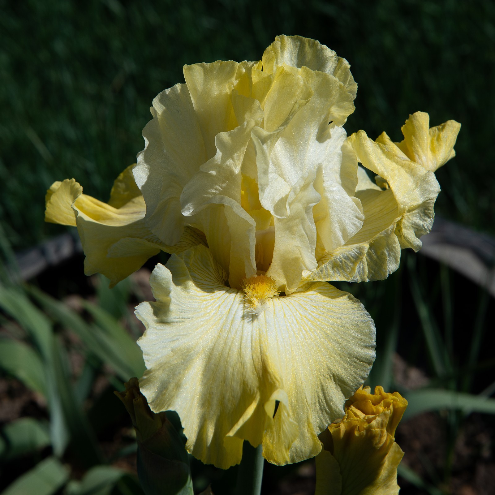 **Again & Again** Tall Bearded Iris. Pre-Order, Combined Shipping: Jul – Sep