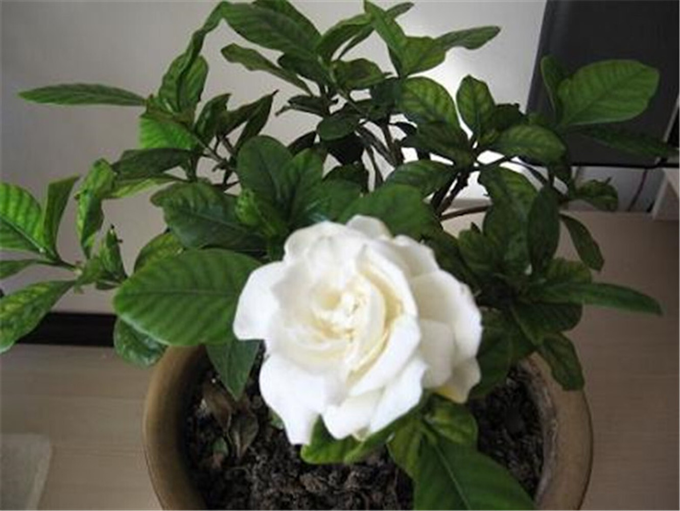 25pc GARDENIA SEEDS Garden Plant Flower rare exotic USA seller FREE shipping
