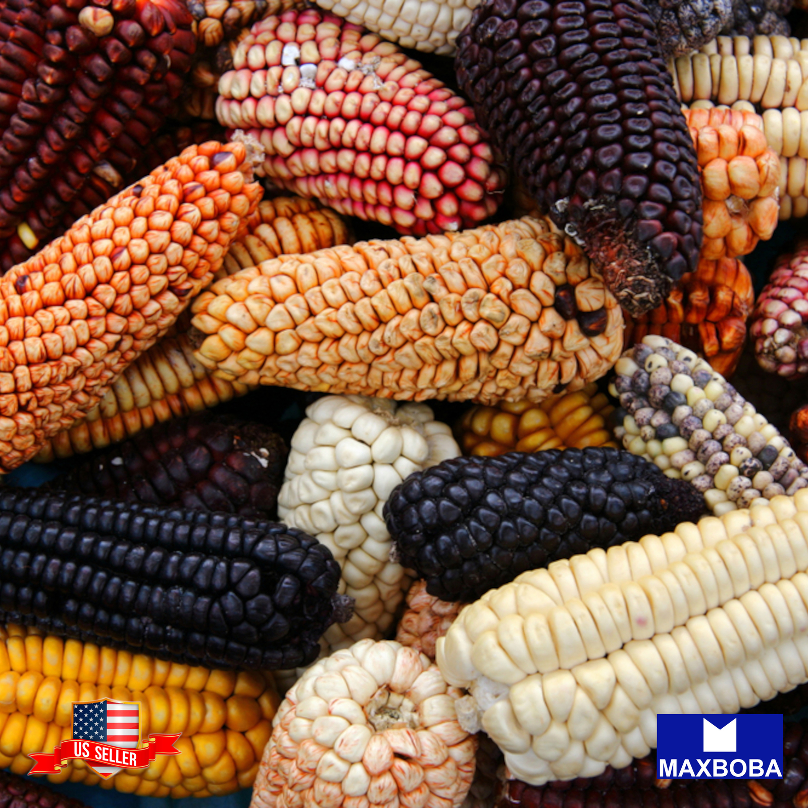 Fresh!! Corn Seeds Non-GMO Vegetable