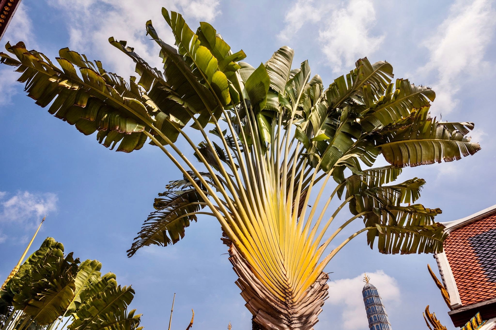 Traveler’s Palm Seeds ~ Ravenala Madagascariensis ~ Unique ~ Rare ~ Palm Tree ~