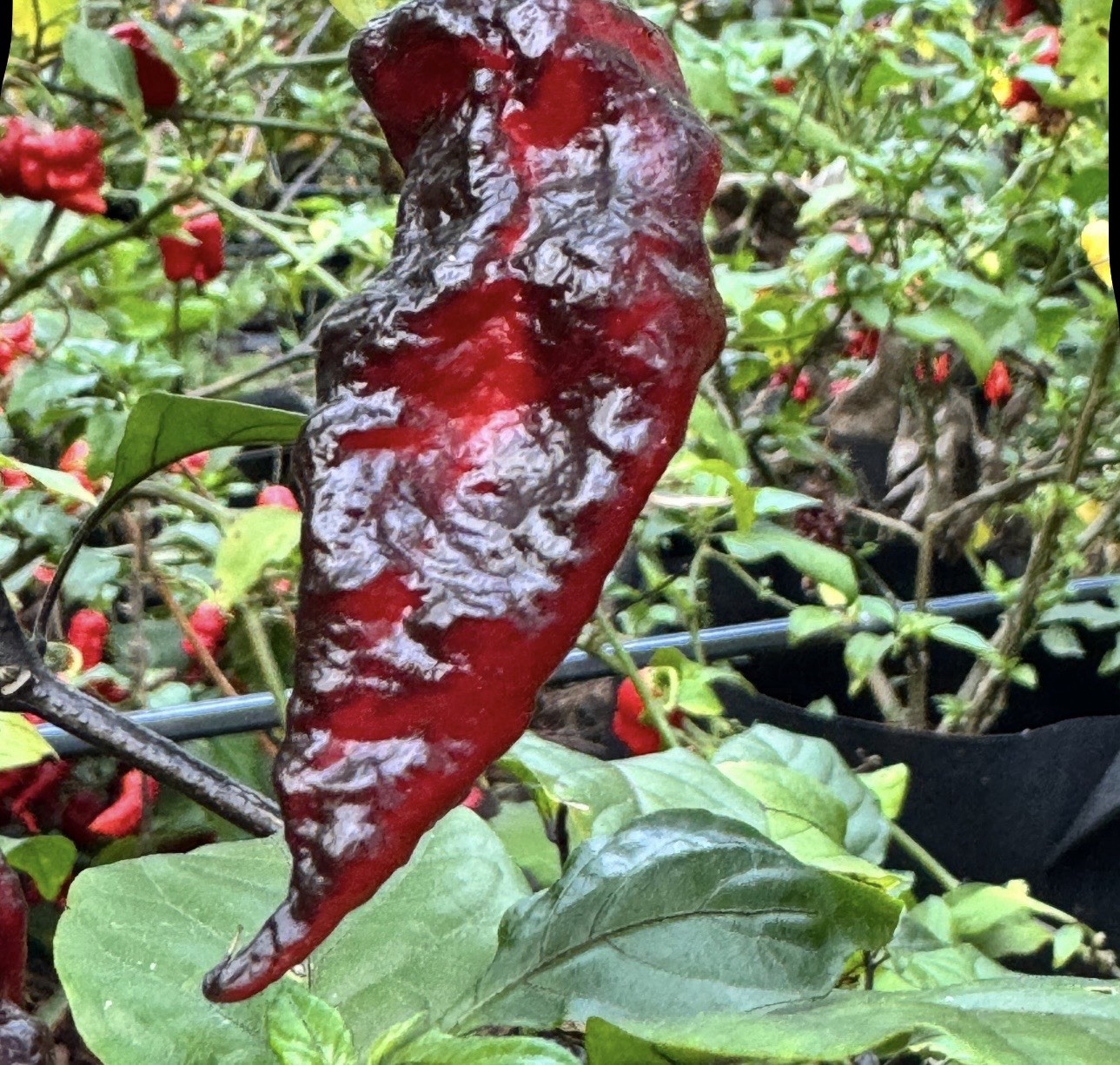Rare!! 5 Naga Tiger DD Pepper 🌶️ Plants!! Healthy And Rooted!! Ready To Ship!!