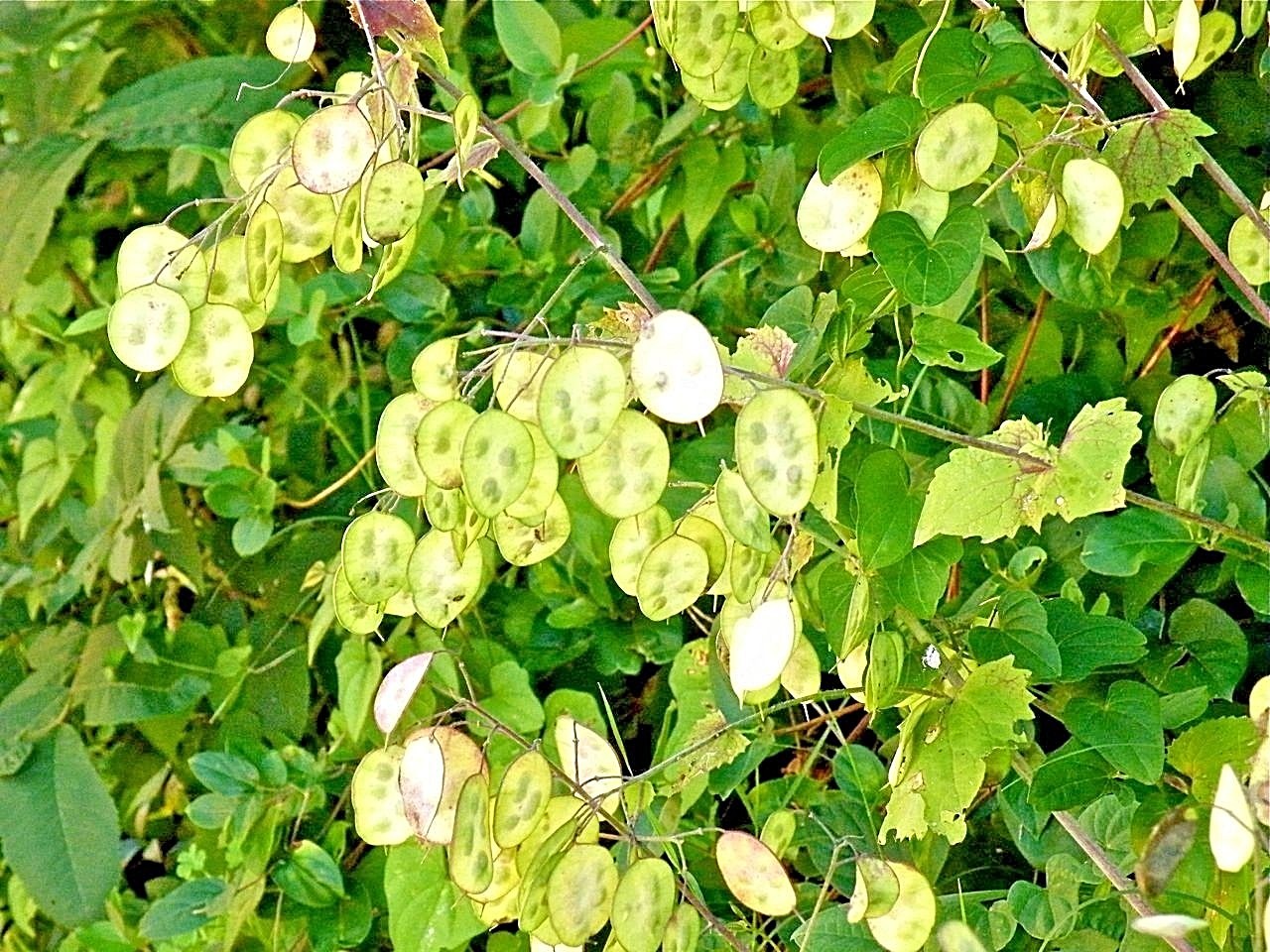50+MONEY PLANT Flower Seeds Native Wildflower Ornamental Garden Container Easy