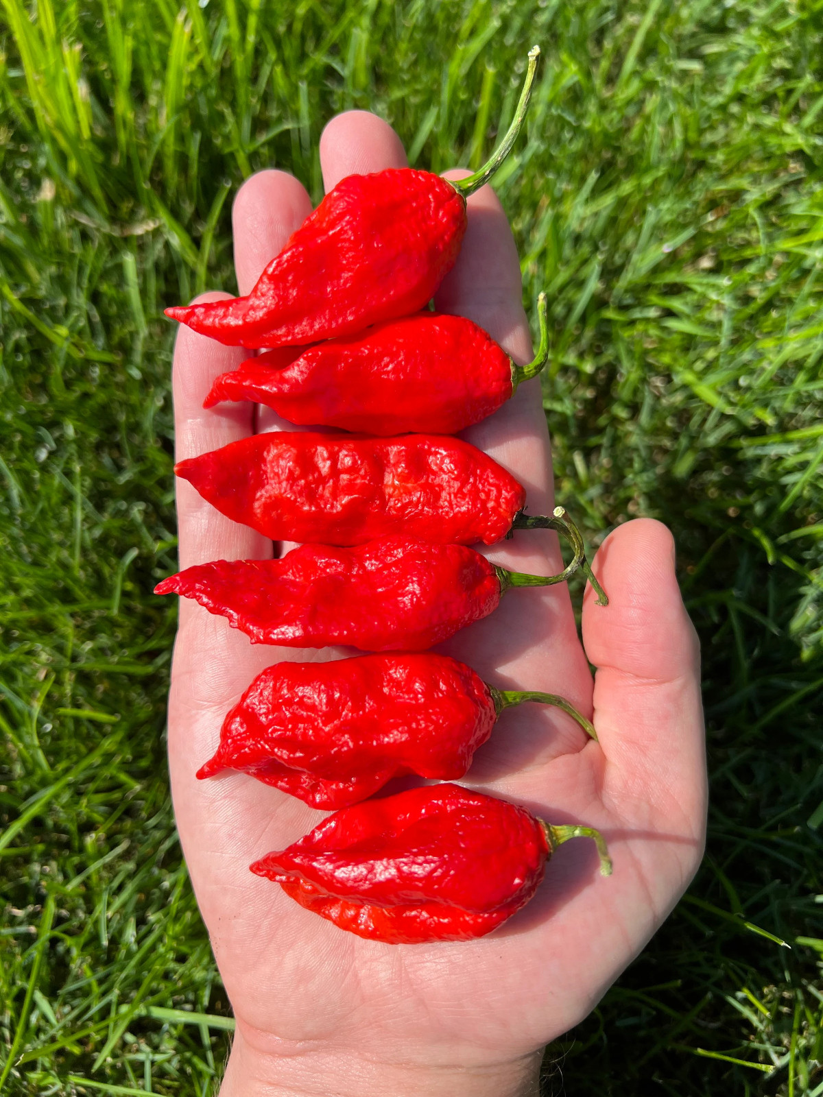 Red Ghost Pepper Seeds Pack Superhot Vegetable Pepper Seeds Pack