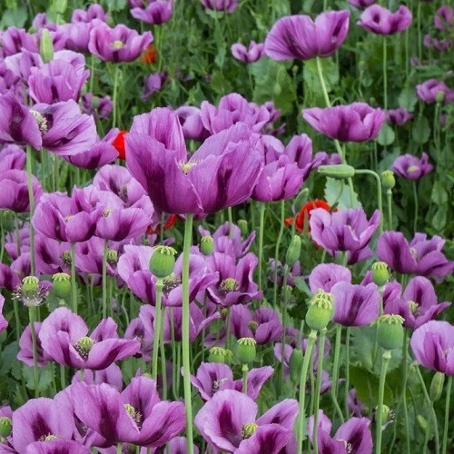 Heirloom Hungarian Blue Breadseed Poppy Seeds | Stratified Papavaer somniferum