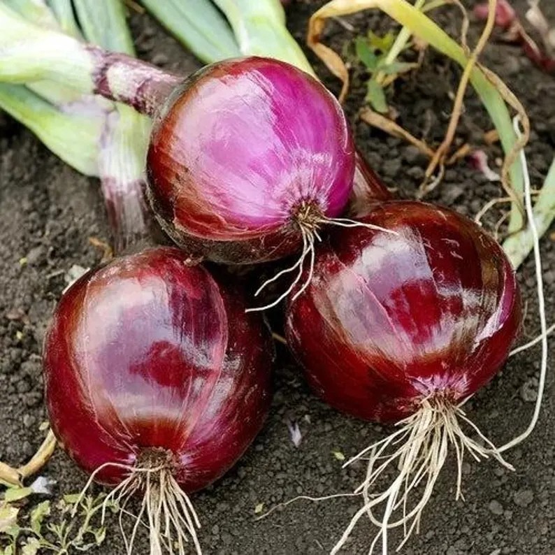 500 Red Onion Seeds – Large Bulb Heirloom Variety for Home Garden Planting