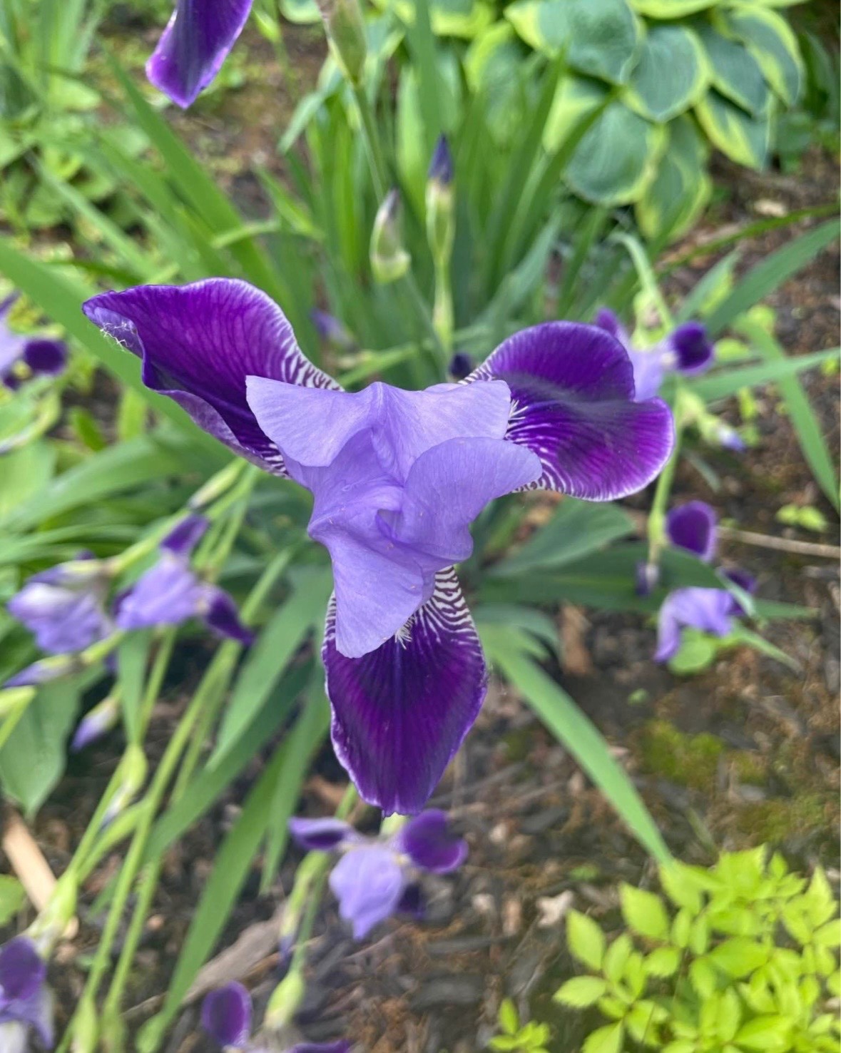 6 – Two – Tone Purple BEARDED IRIS Bulbs/Rhizomes FRESH – Perennial