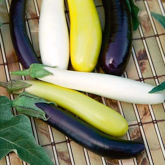 50 ORIENTAL FINGERLINGS EGGPLANT SEEDS FRESH FOR YOUR VEGETABLE GARDEN.
