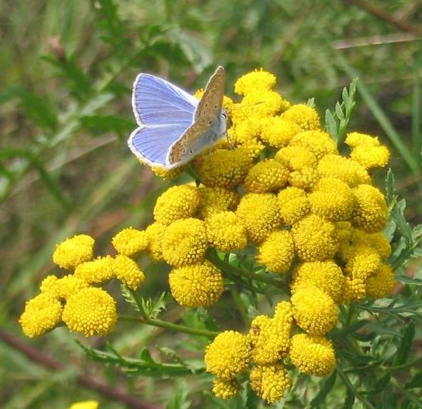 1000 Tansy Seeds – Tanacetum vulgare – Perennial Flower Seeds