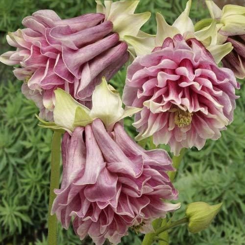 30+ PINK PETTICOAT COLUMBINE AQUILEGIA FLOWER SEEDS / PERENNIAL