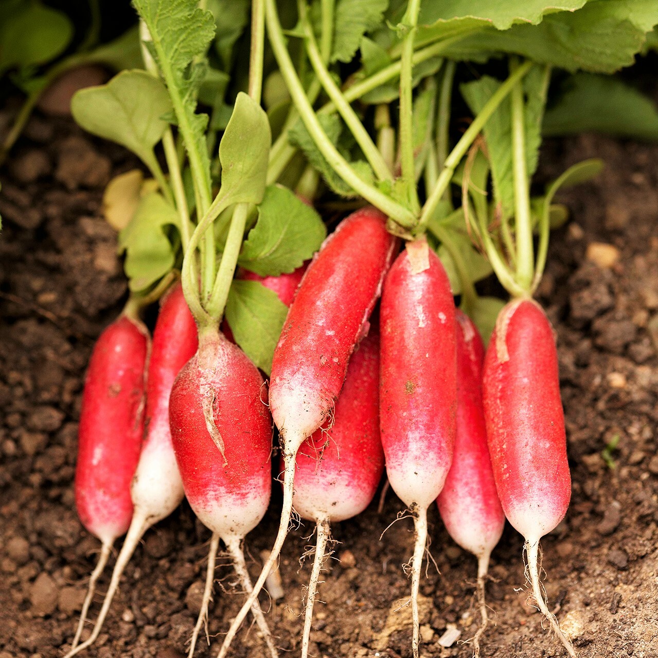 French Breakfast Radish Seeds | Raphanus Red Pink White Long Radishes Seed 2024