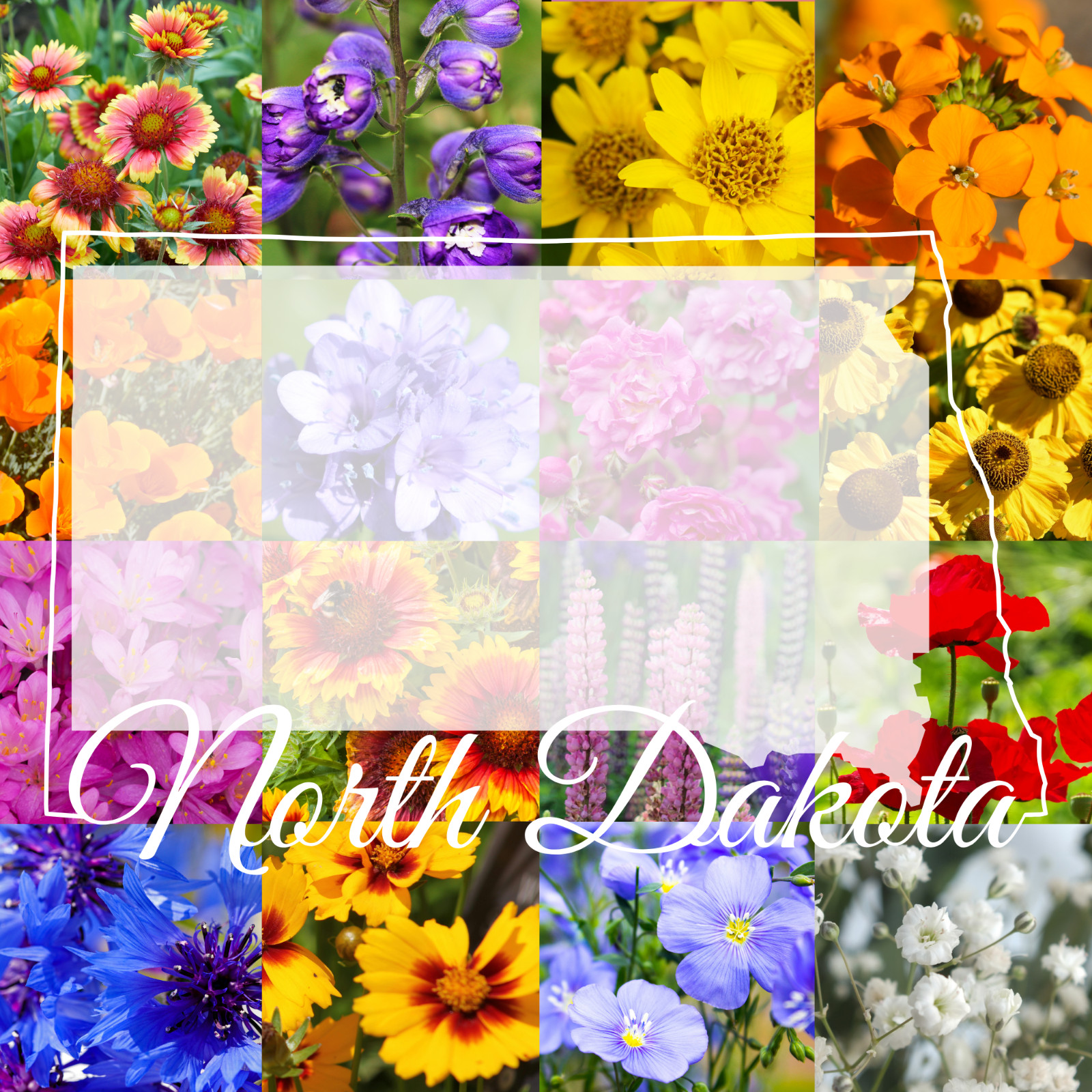 1/4 Pound North Dakota Western Bulk Wildflower Seed Mix 1/4lb Covers 800sq-ft