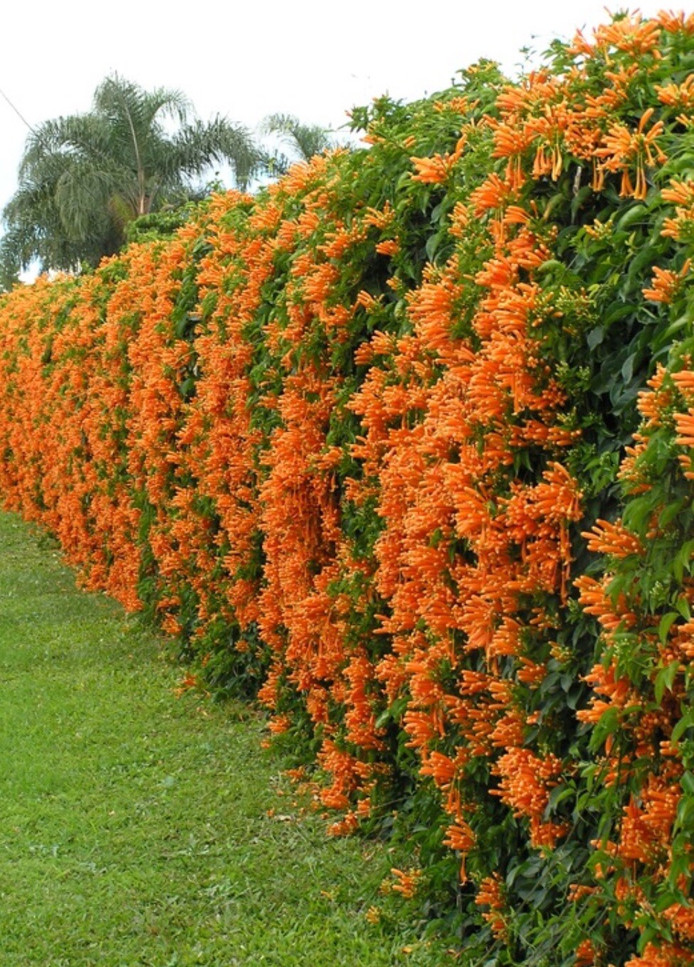 Orange Trumpet Vine Seeds (Campsis radicans) Showy Crepper Flower 20 Seeds