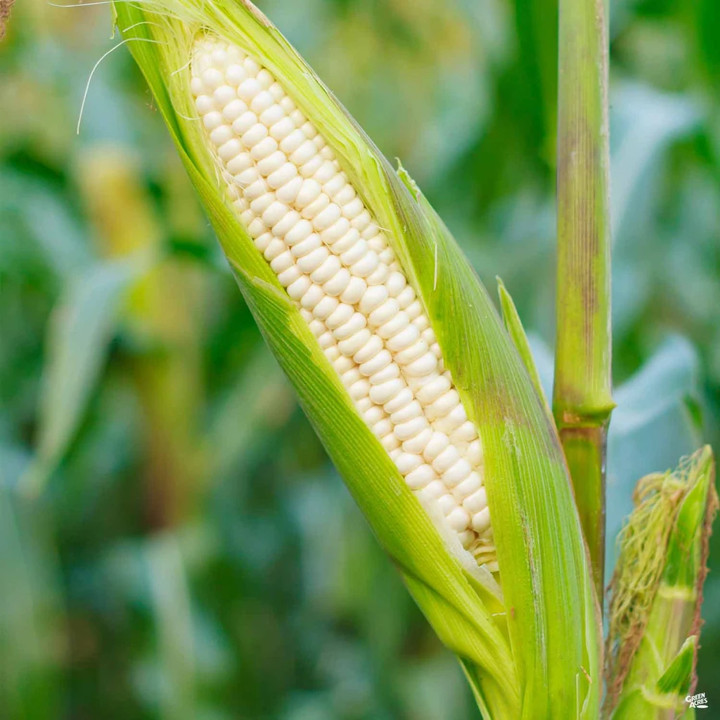 BULK Silver Queen Sweet Corn Seeds SU White TREATED SEED 2024 Free Fast Shipping