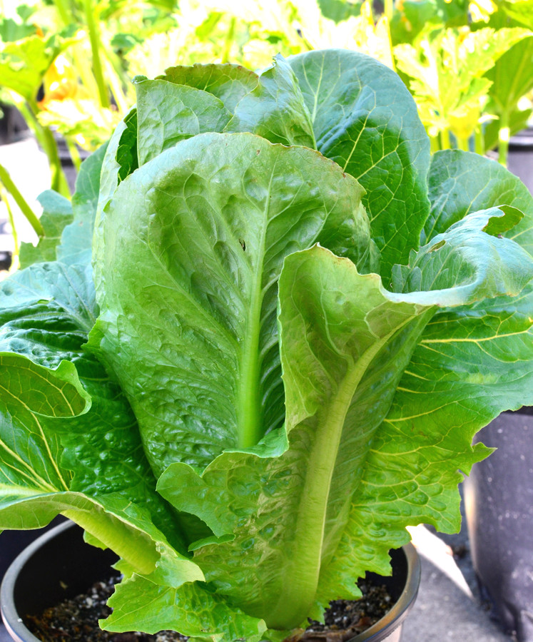 600+PARIS ISLAND Cos Romain LETTUCE Seeds Organic Spring Fall Garden Container