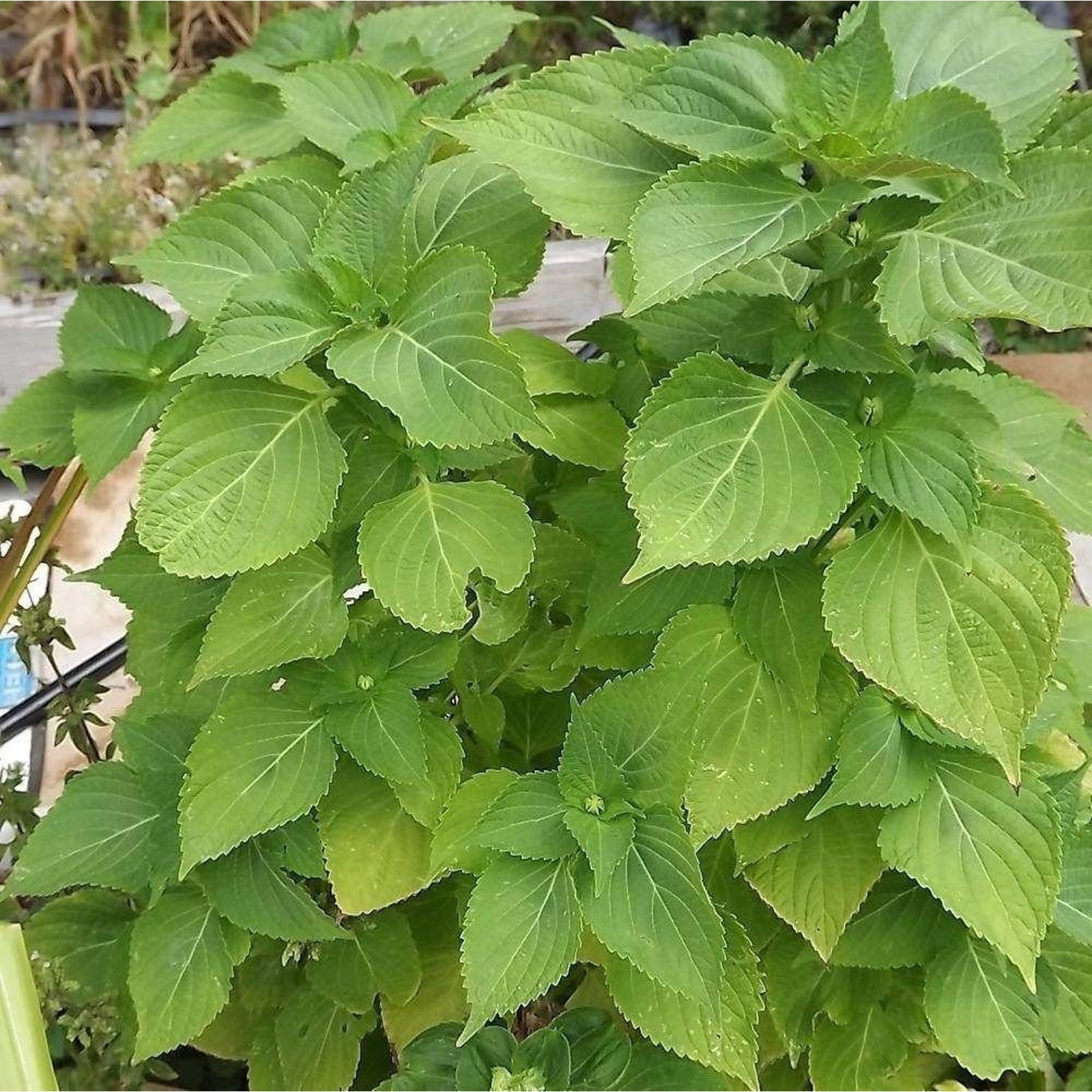 Korean Perilla Shiso Seeds Non GMO Heirloom Kaennip Sesame Beefsteak Leaf