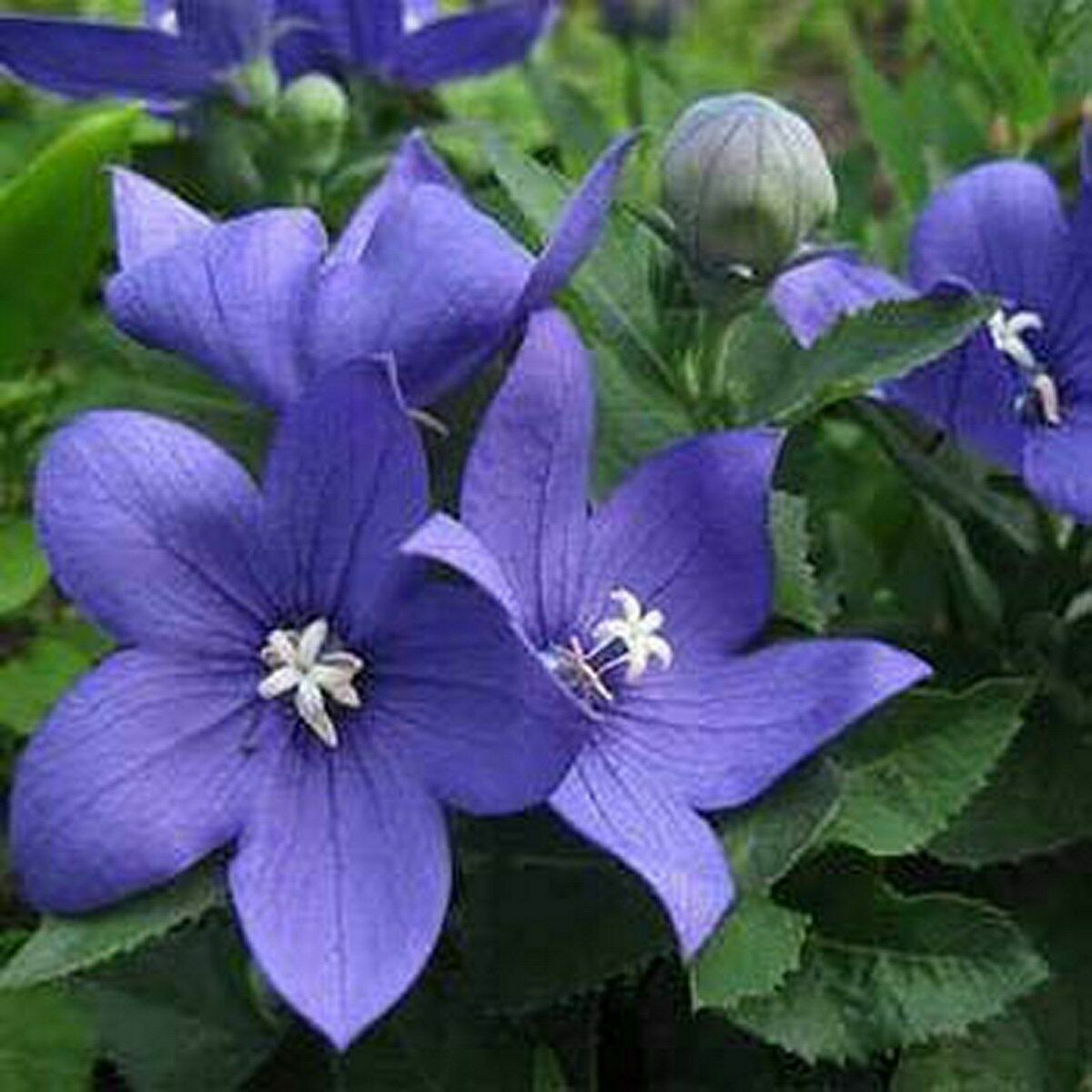 500 BLUE BALLOON FLOWER SEEDS – PERENNIAL