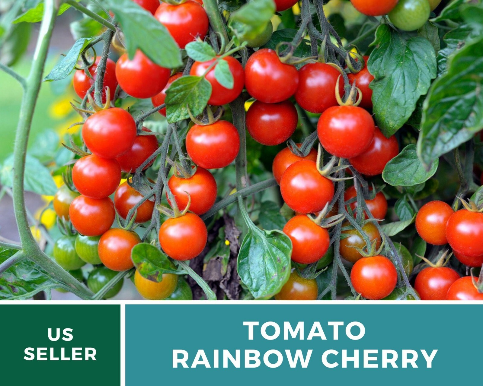 Tomato, Rainbow Cherry – Heirloom Seeds – Easy to Grow – GMO Free (Solanum lycop
