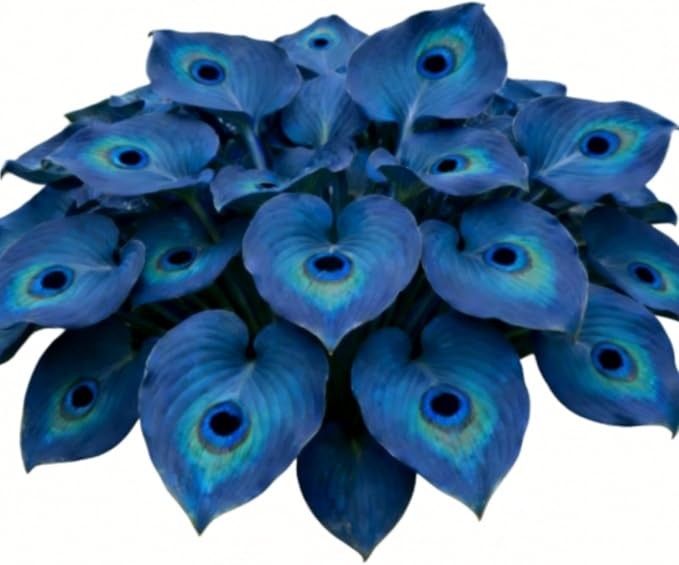 200 +ornament-Midnight Blue Hea – PERENNIAL OUTDOOR SHADE GARDEN PLANTING SEEDS