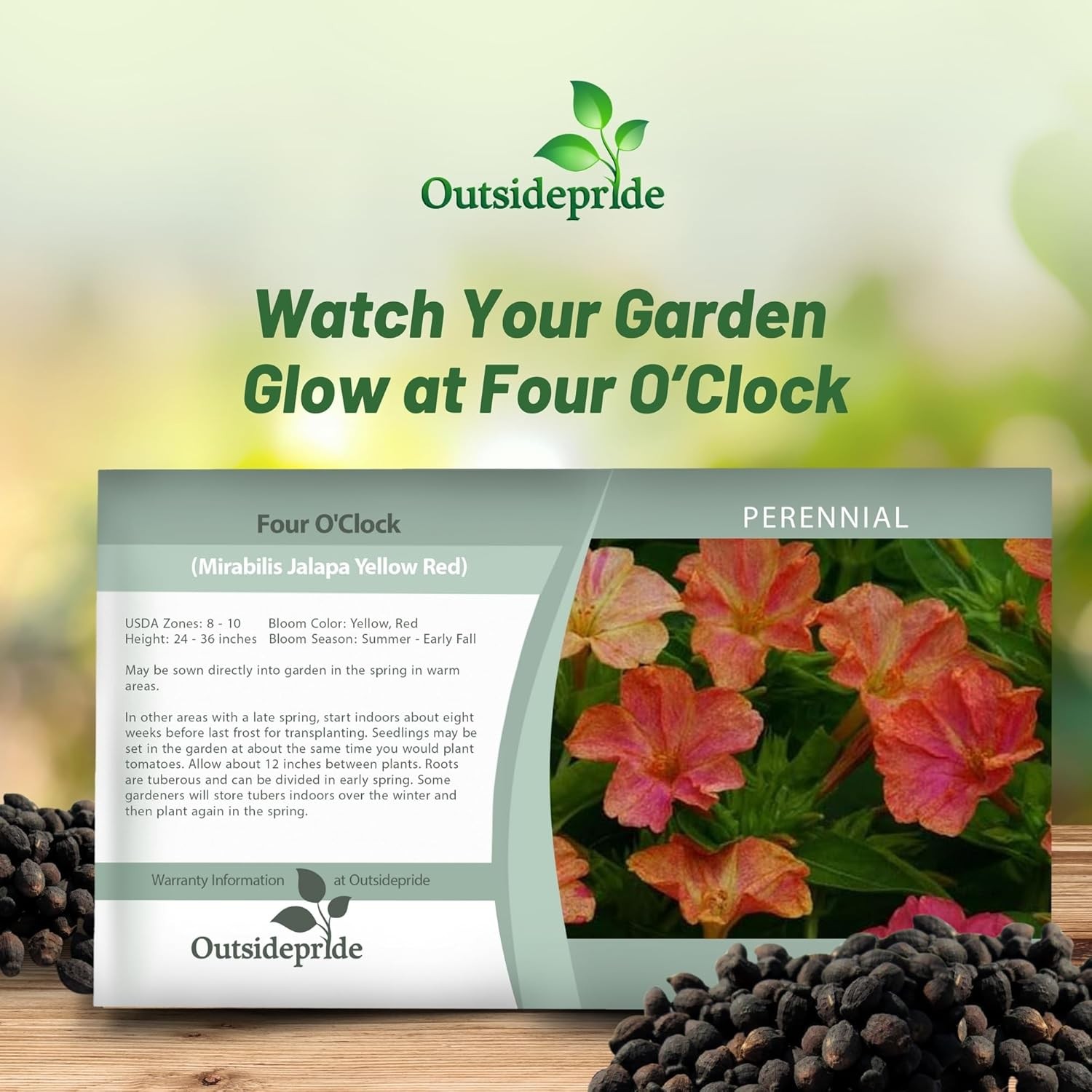 100 Seeds Four O’Clock Mirabilis Jalapa Marbles Yellow Red Vine Plant Seeds