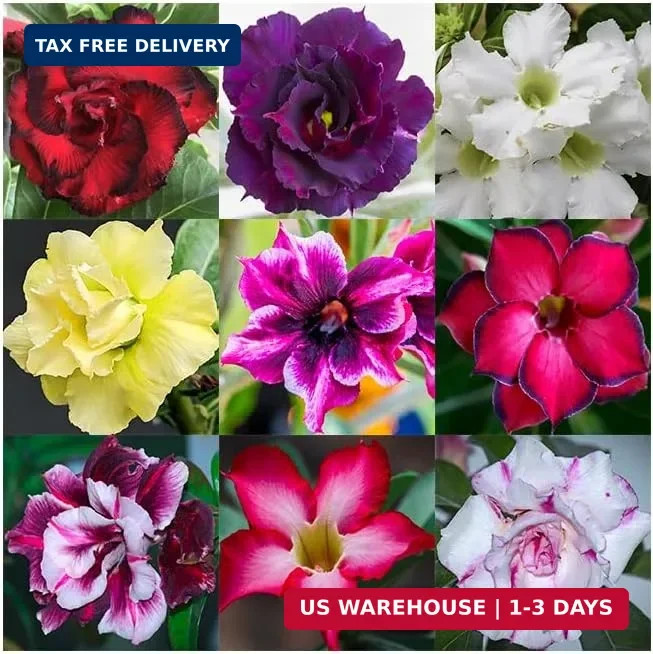 20 Desert Rose Seeds for Planting Mixed Color Ready to Grow Adenium Obesum Seeds