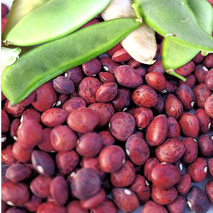 Dixie Speckled Butterpea Lima Bean Seeds | Baby Limas Red Butter Beans Seed 2024