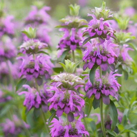 Lemon Mint Seeds Organic Non GMO Free Shipping!