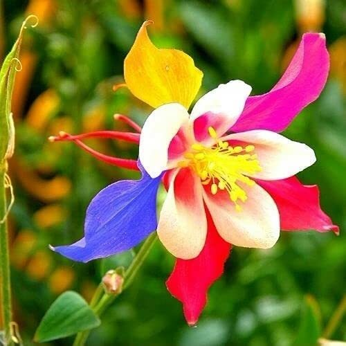 100 Multicolor Columbine Seeds for Planting Non-GMO Glass Columbine Flower Seeds