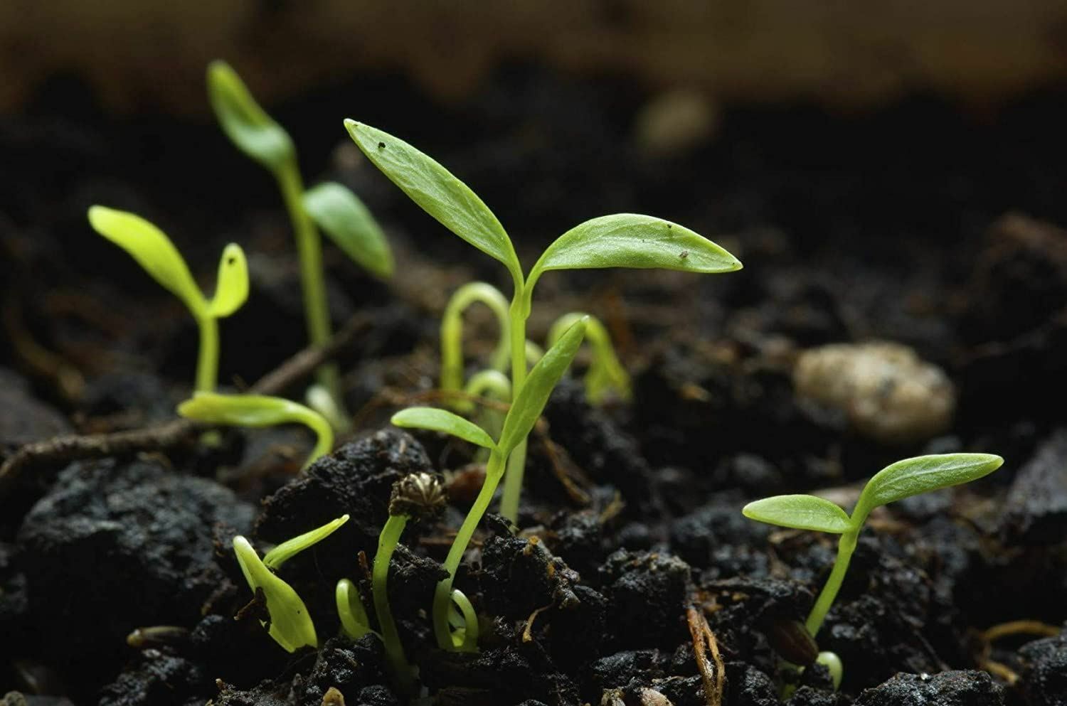 Parsley Herb Seeds, Forest Green Parsley Seeds,”COOL BEANS N SPROUTS” Brand. Her