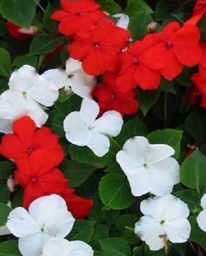 Impatiens Seeds, Red & White Impatiens Seed, Non-Gmo Heirloom Annual Flower 50ct