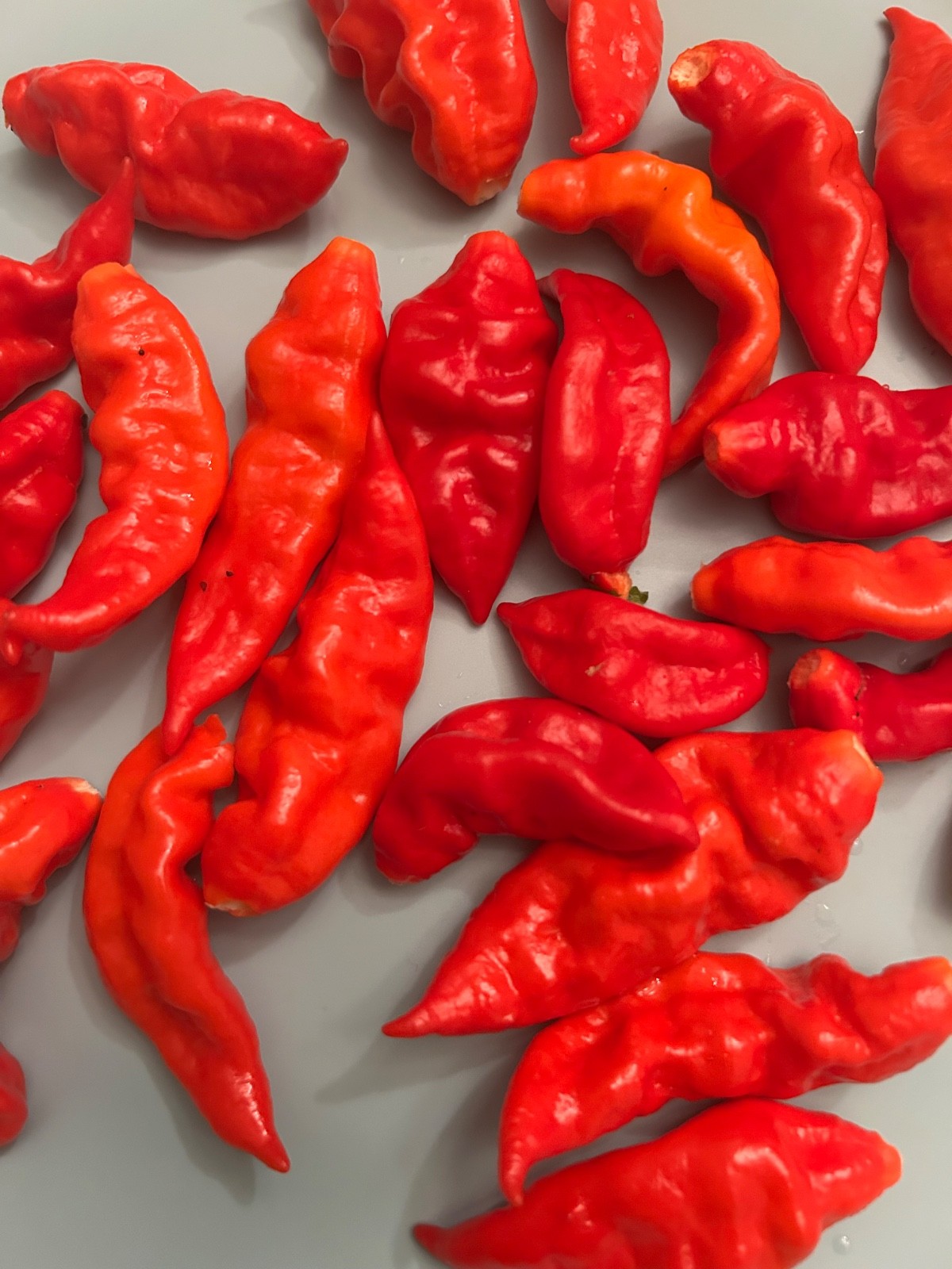 40+ Red Datil Hot Pepper Seeds Heirloom Prolific No Pesticides