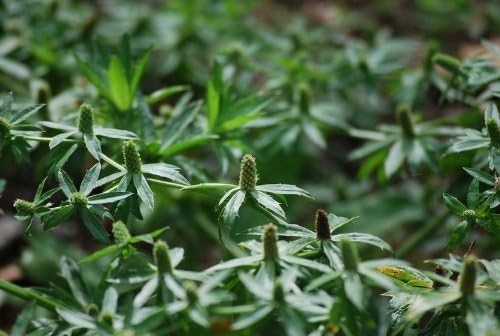 Recao, Culantro, Cilantro ancho, Mexican Coriander (Eryngium foetidum) Green