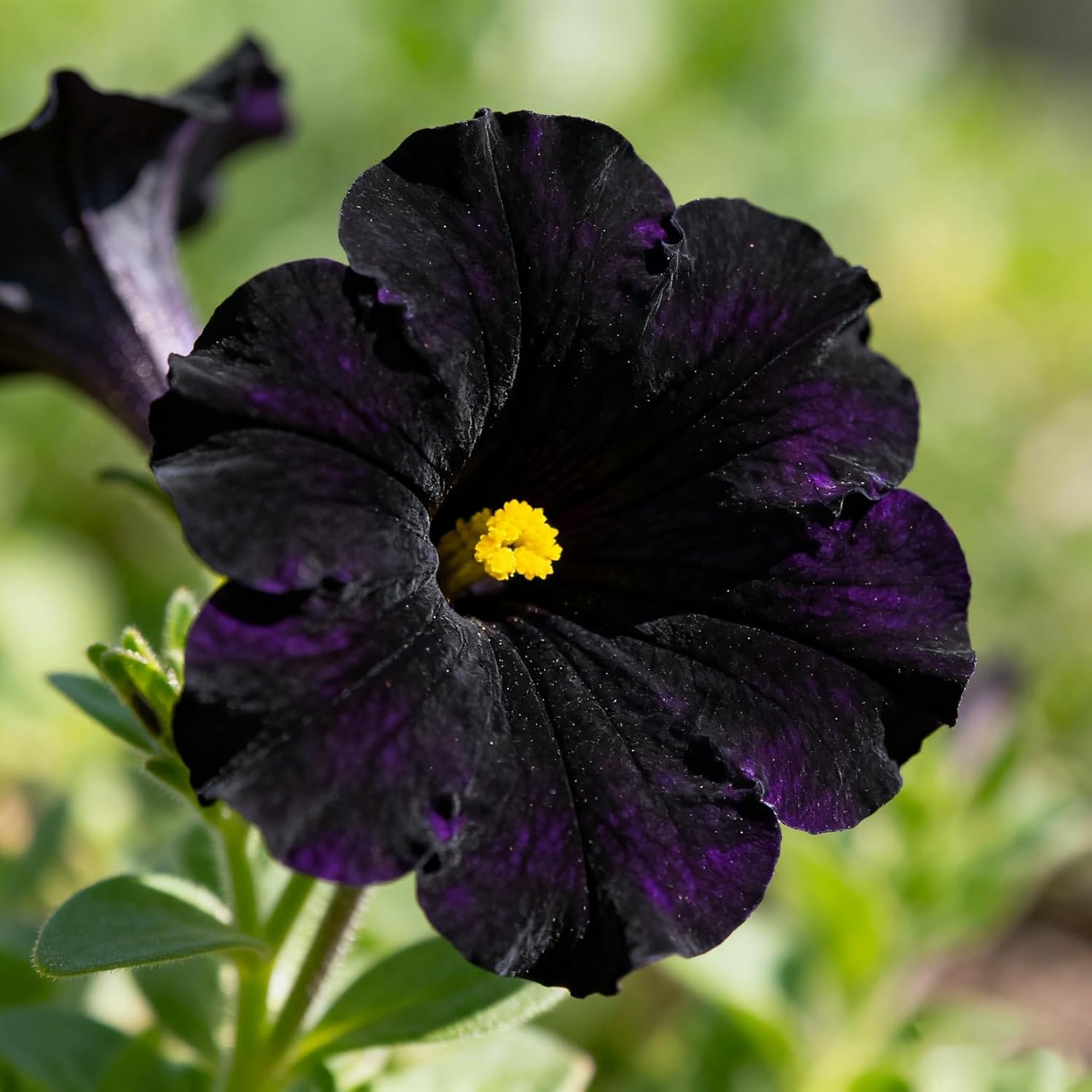 300+ Petunia Seeds for Planting, Black Petunia Flowers Seeds Garden Hanging Bask